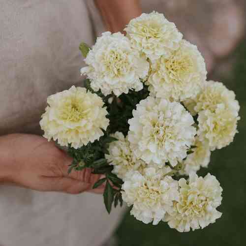 Stor Tagetes 'Vanilla'