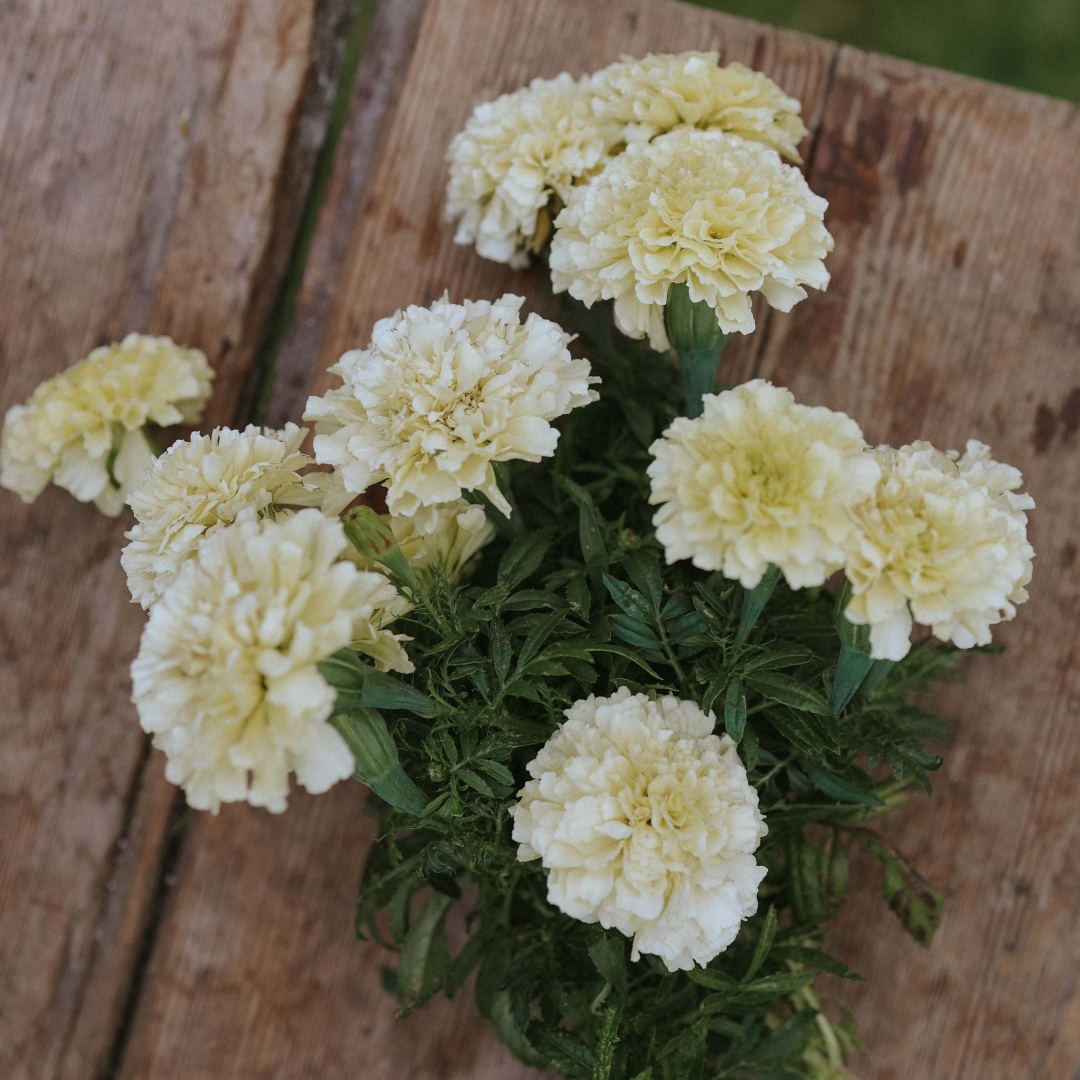 Stor Tagetes 'Vanilla'