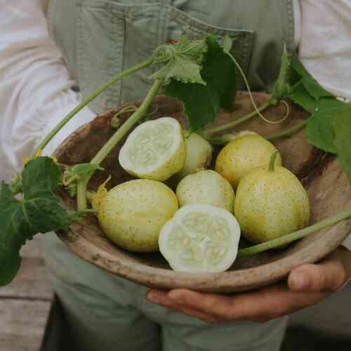 Äppelgurka 'Lemon'