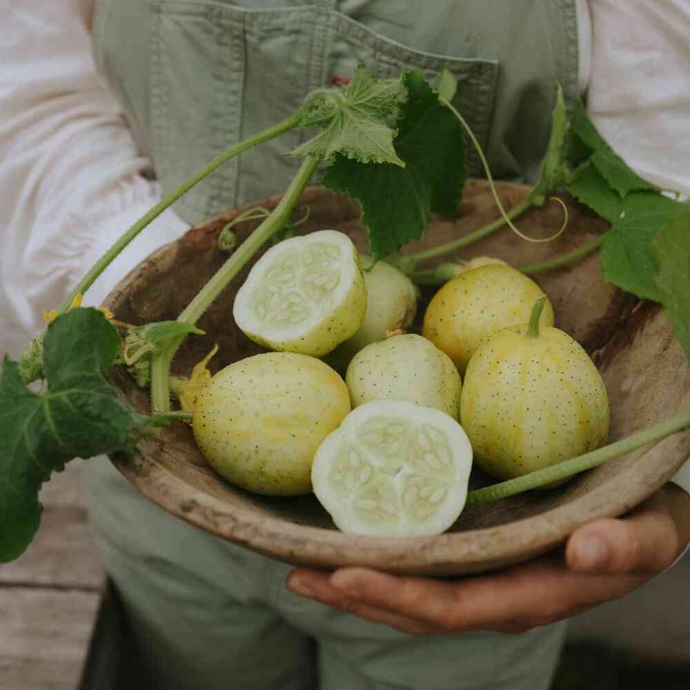 Äppelgurka 'Lemon'