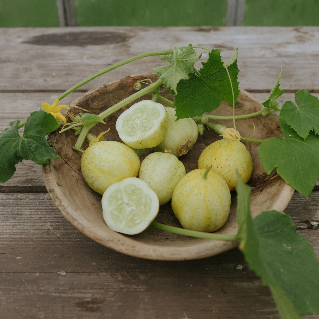 Äppelgurka 'Lemon'