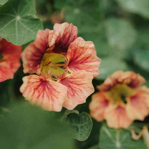 Buskkrasse 'Ladybird Rose'