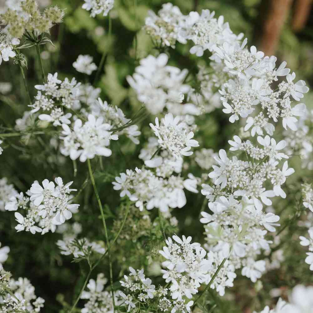 Blomsterkörvel 'White Lace'
