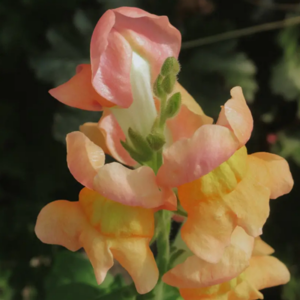 Lejongap 'Snapstar Champagne'
