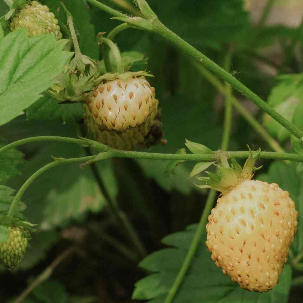 Trädgårdssmultron 'Yellow Wonder'