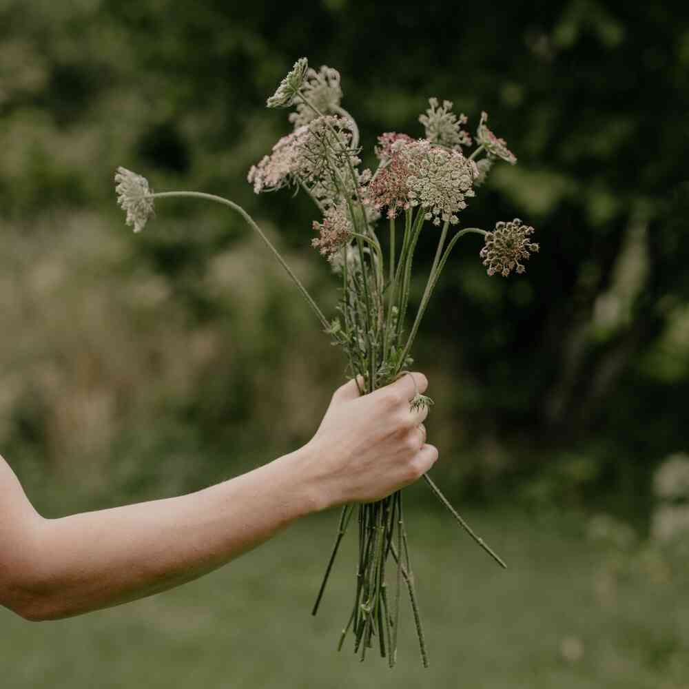 Blomstermorot 'Dara'