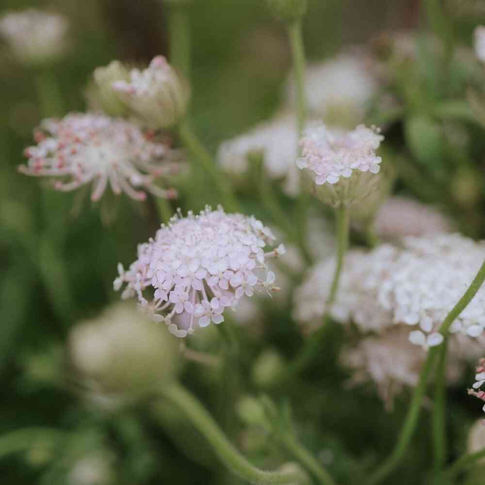 Blåparasoll 'Lace Pink'