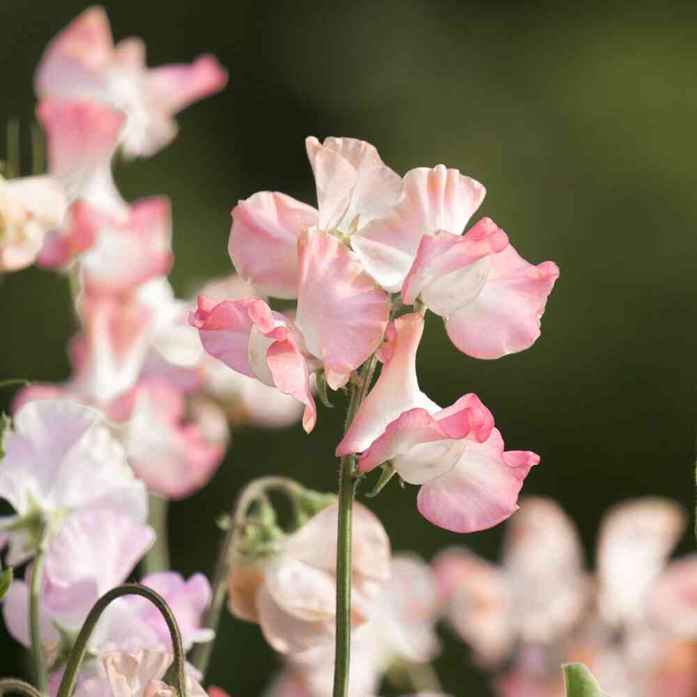 Luktärt 'Spring Sunshine Peach'