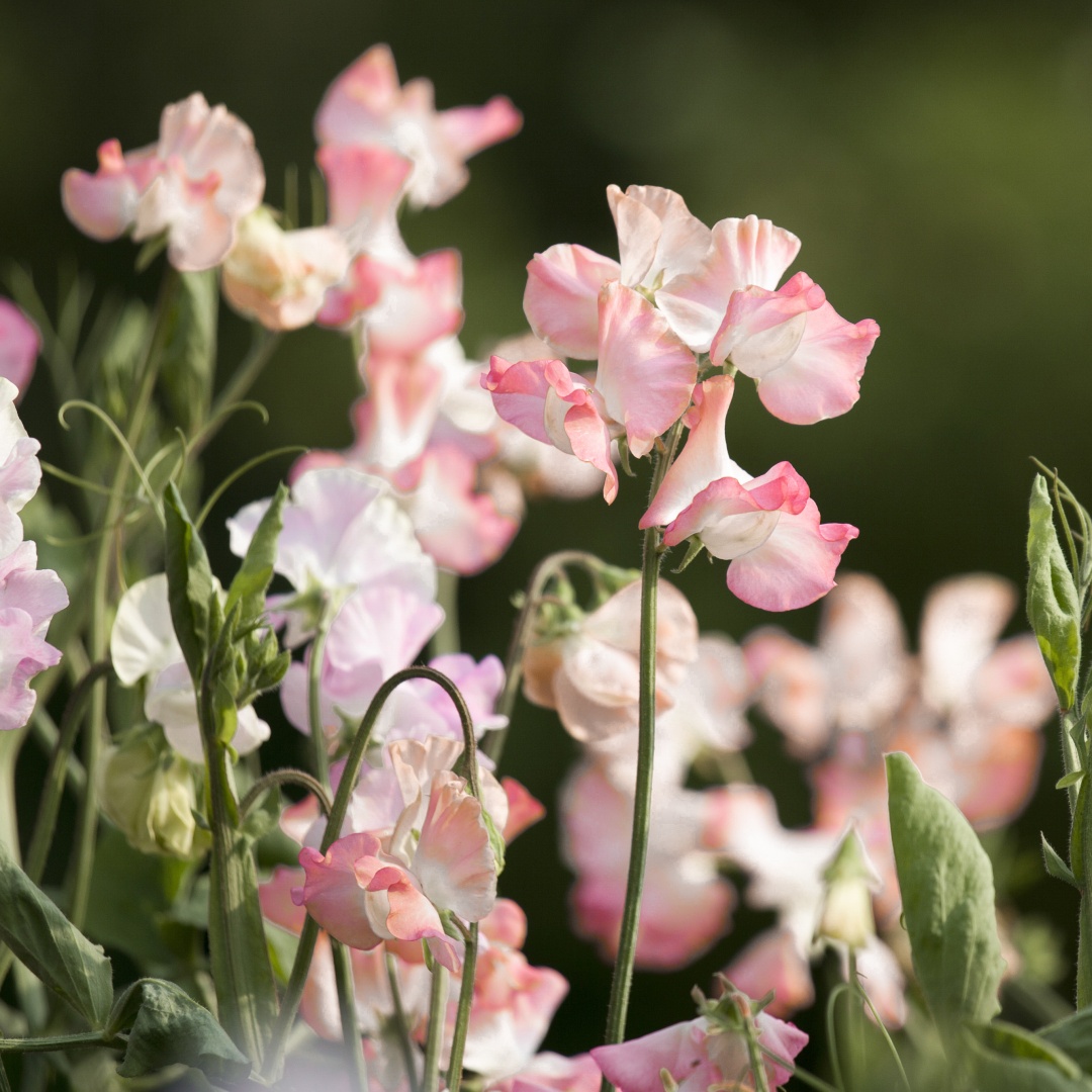 Luktärt 'Spring Sunshine Peach'