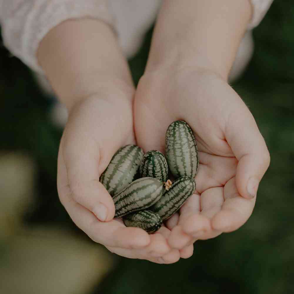 Djungelgurka 'Mouse Melon'