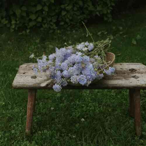 Blåparasoll 'Lace Blue'