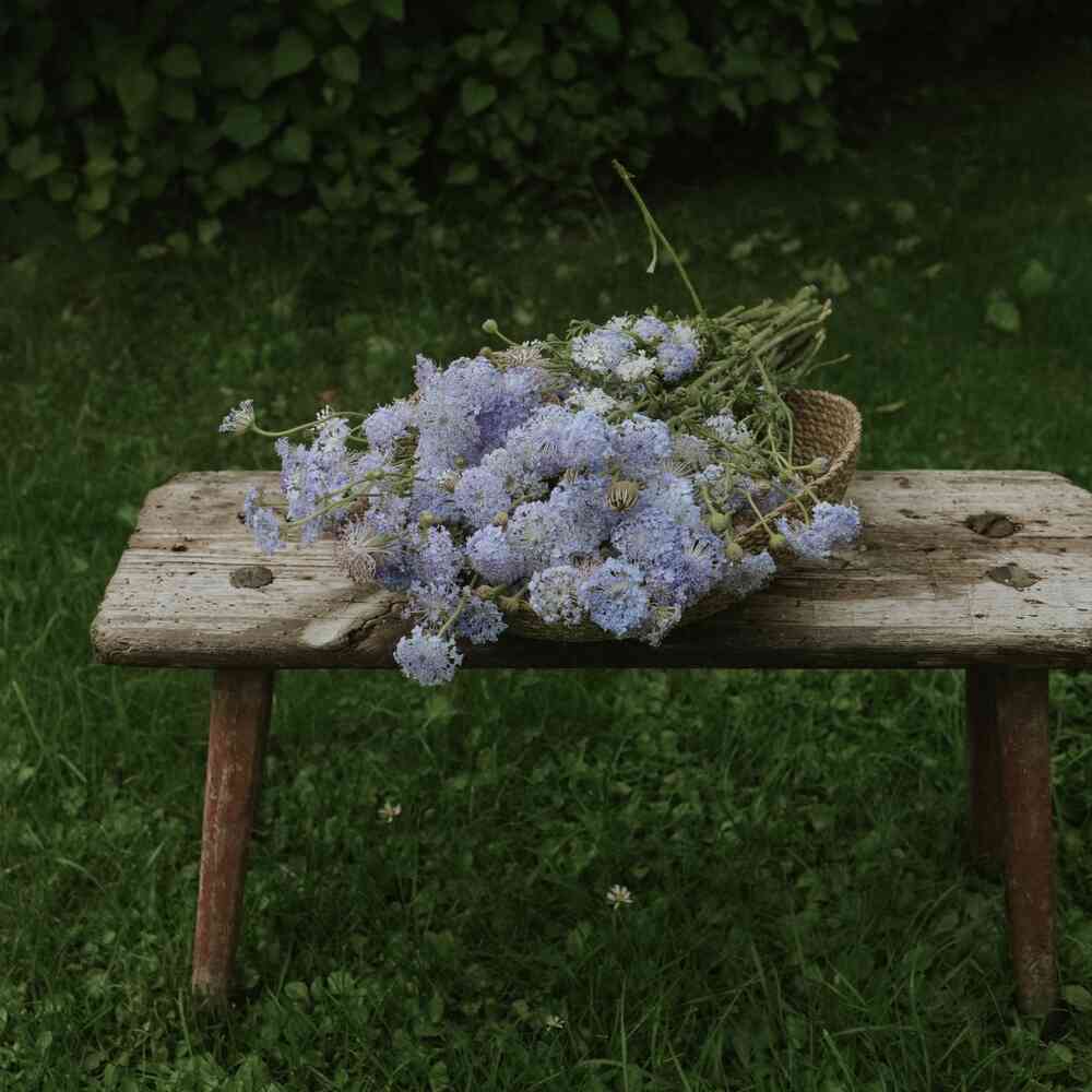 Blåparasoll 'Lace Blue'