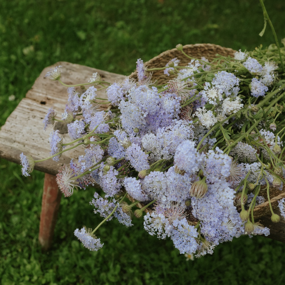 Blåparasoll 'Lace Blue'