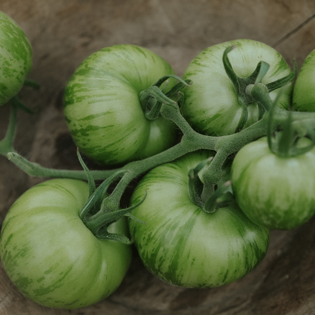 EKO Tomat 'Green Zebra'