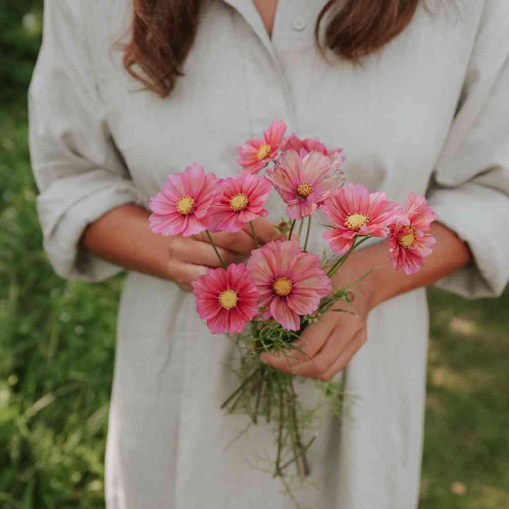 Rosenskära 'Xsenia'