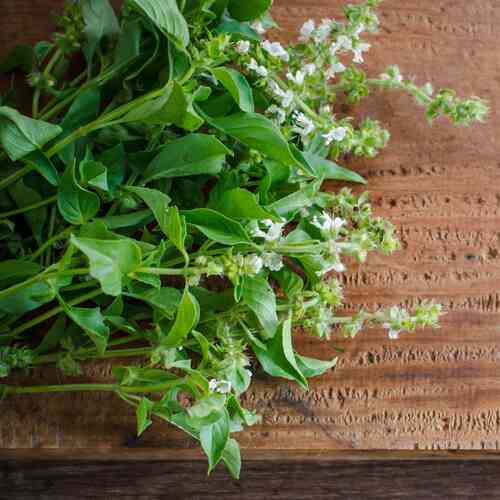 EKO Citronbasilika 'Lemon Basil'