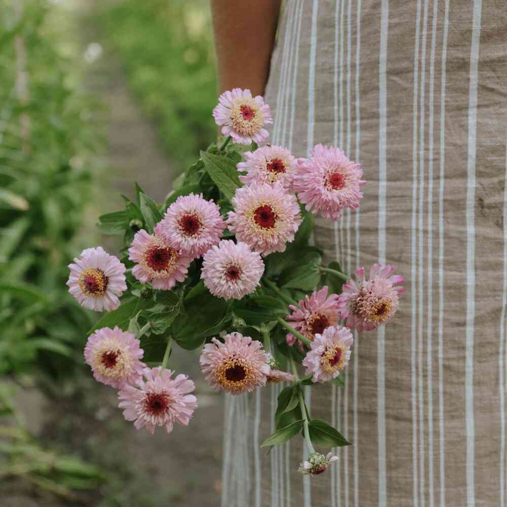 Zinnia 'Zinderella Lilac'