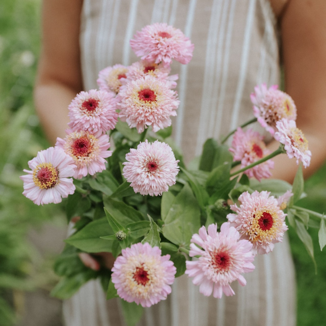 Zinnia 'Zinderella Lilac'