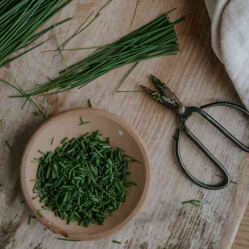 LUOMU Ruohosipuli 'Medium Leaf'