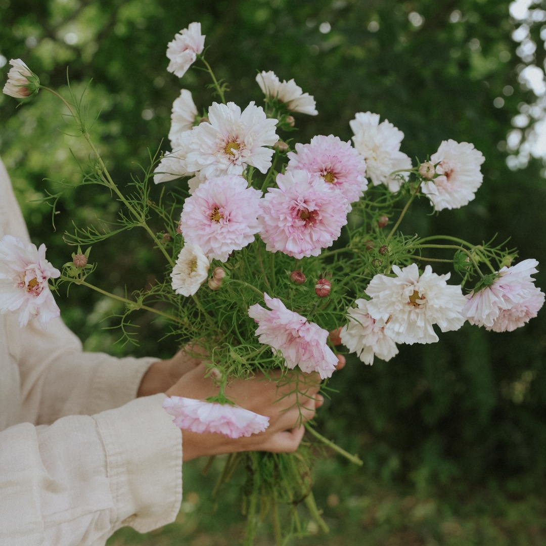 Punakosmos 'Double Click Bicolour Pink' - MUSTILA PUUTARHA