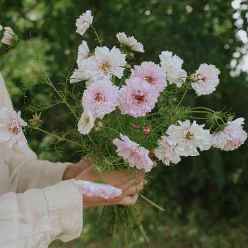 Rosenskära 'Double Click Bicolour Pink