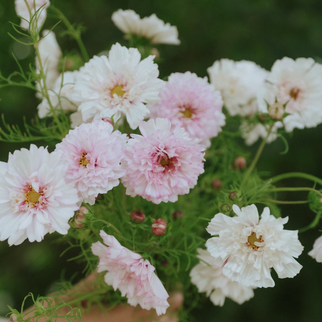 Rosenskära 'Double Click Bicolour Pink