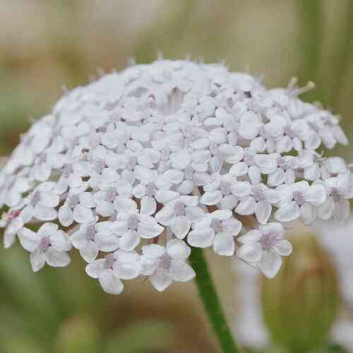 Blåparasoll 'Lace White'