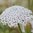 Sinivarjo 'Lace White'