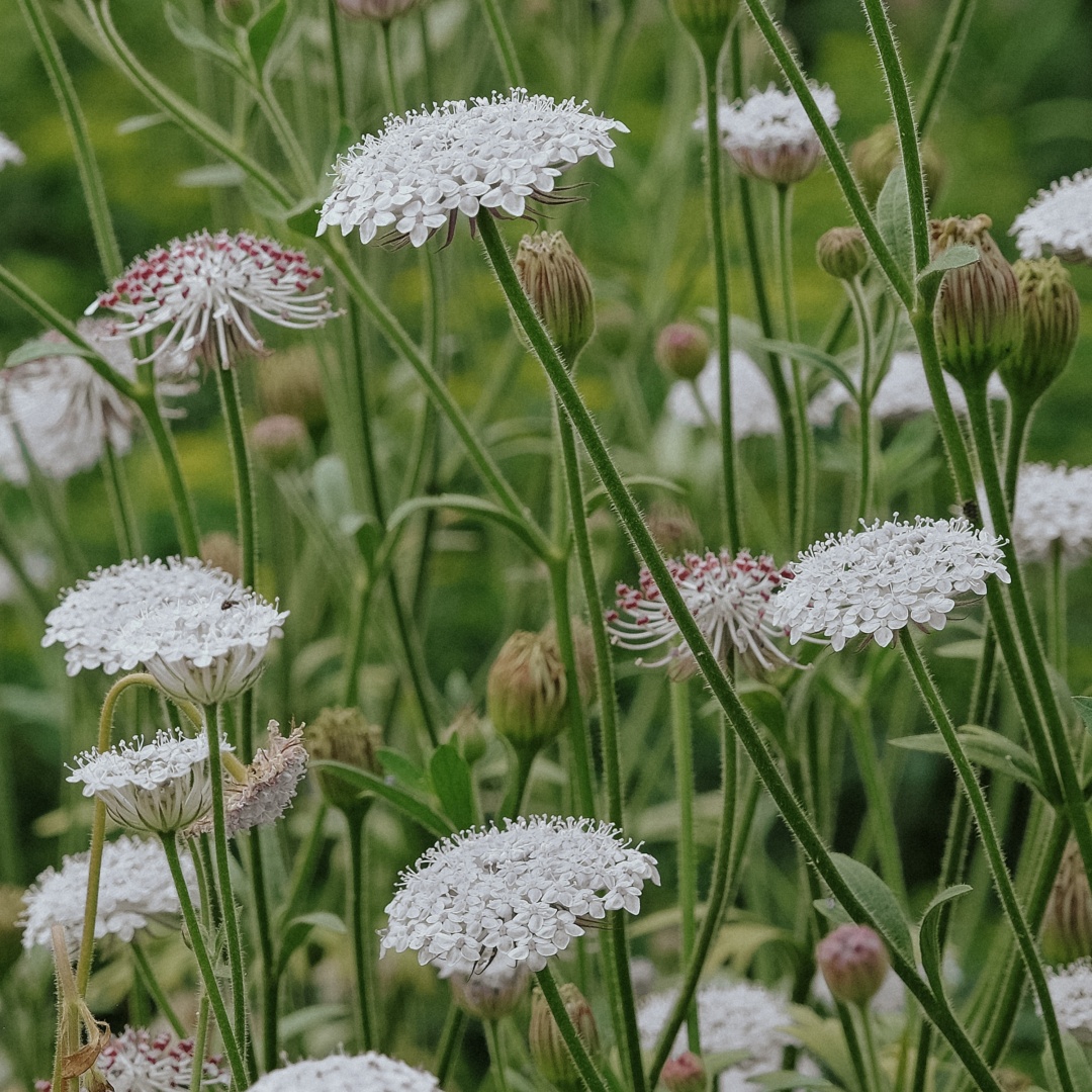 Blåparasoll 'Lace White'