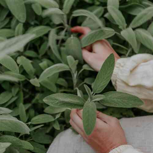 EKO Kryddsalvia
