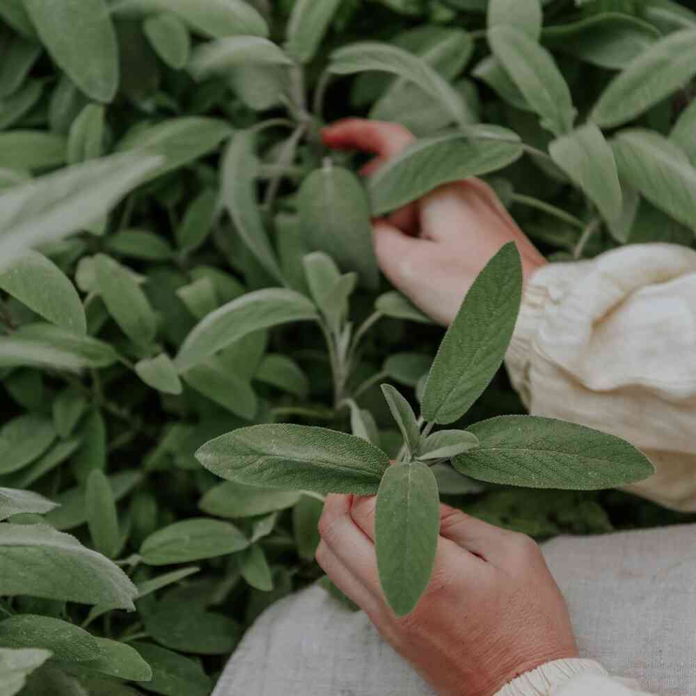 EKO Kryddsalvia