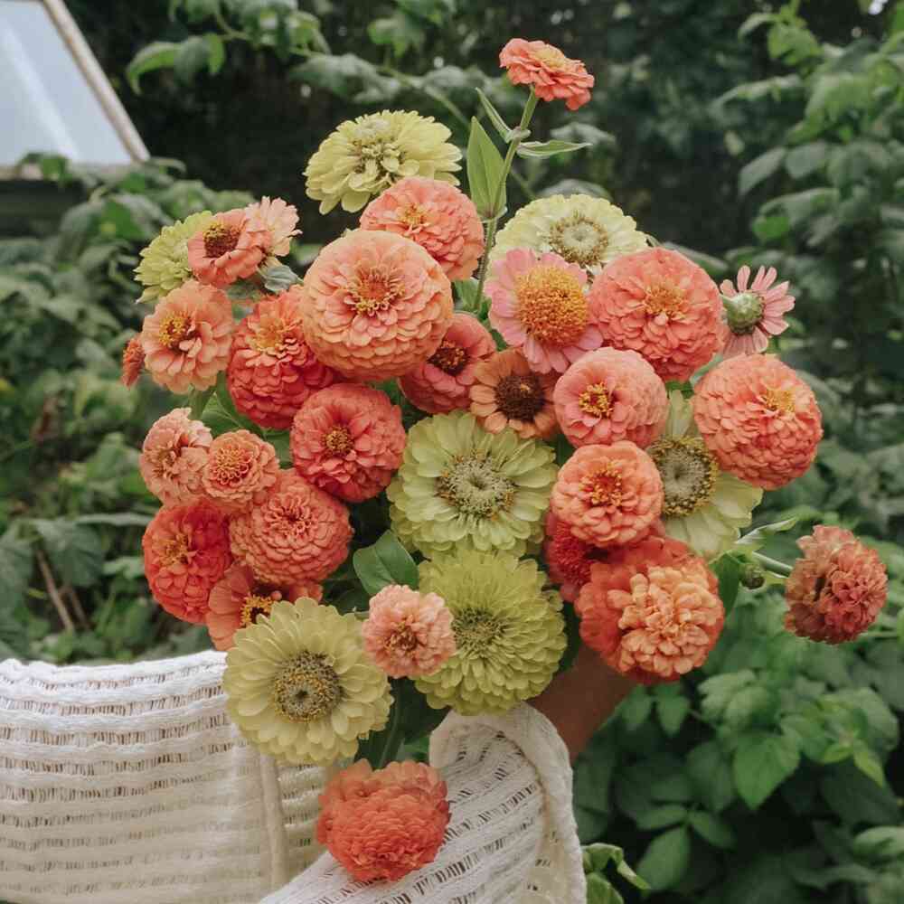 Zinnia 'Amalfi Mix'