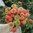 Tsinnia 'Amalfi Mix'