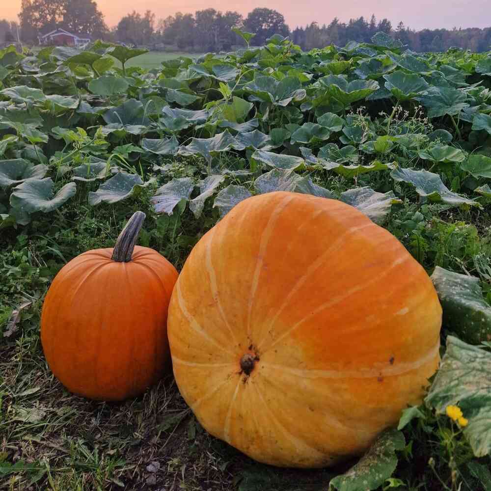Cucurbita maxima 'Atlantic Giant'