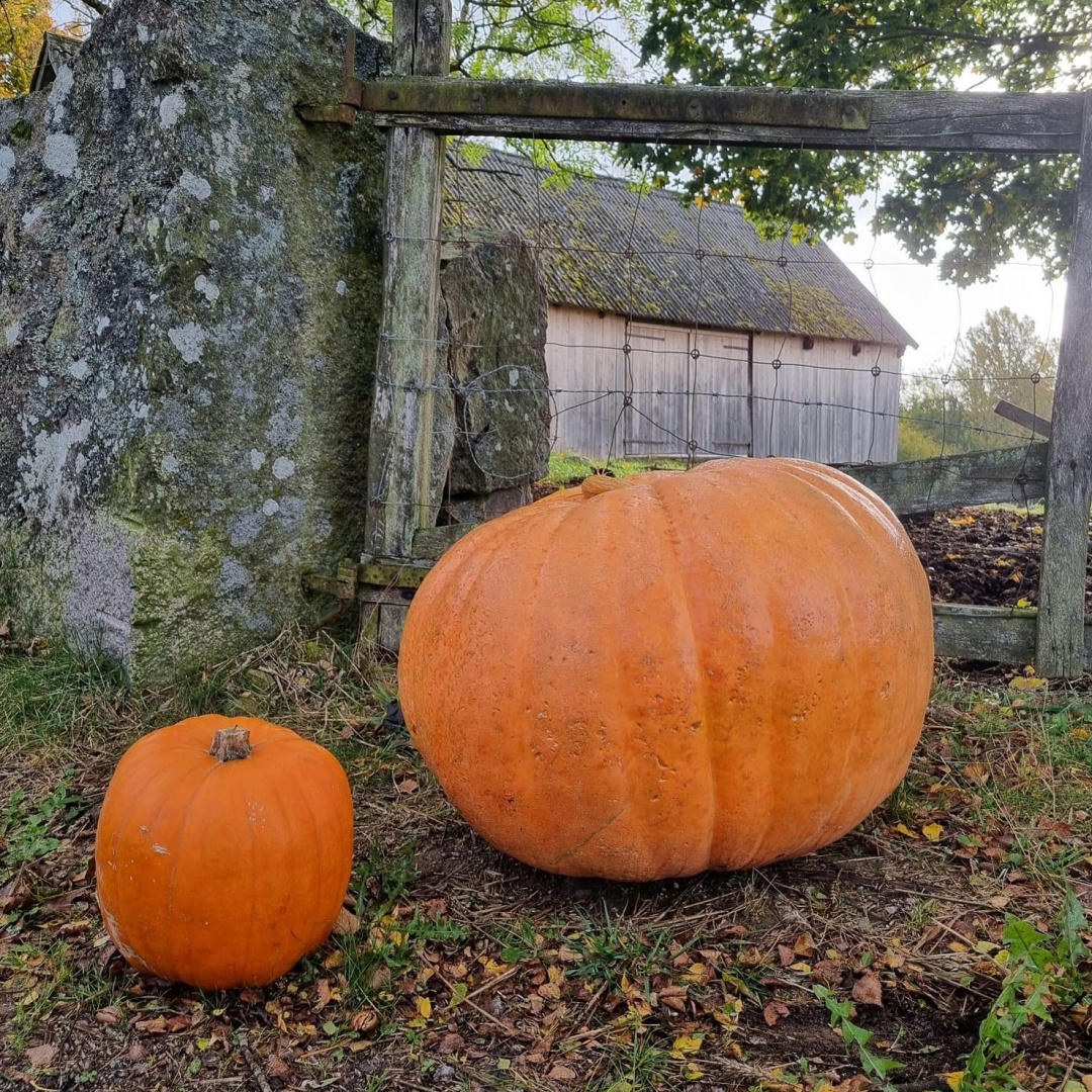 Cucurbita maxima 'Atlantic Giant'
