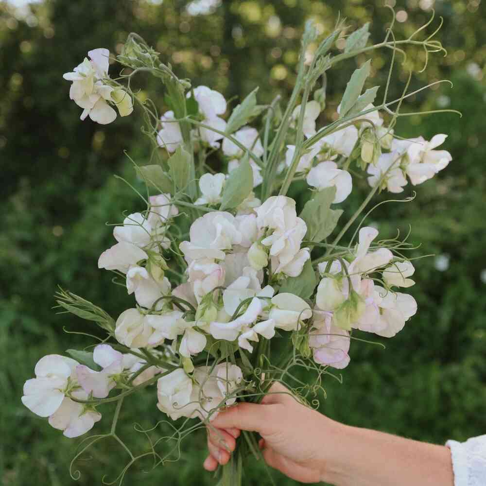 Luktärt 'High Scent'