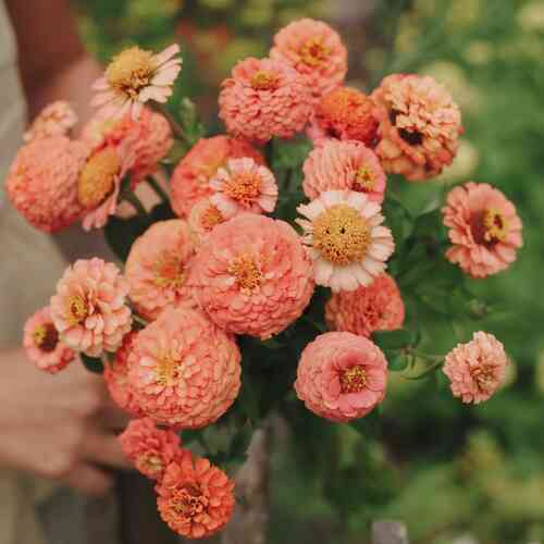 Tsinnia 'Bellini Peach Mix'