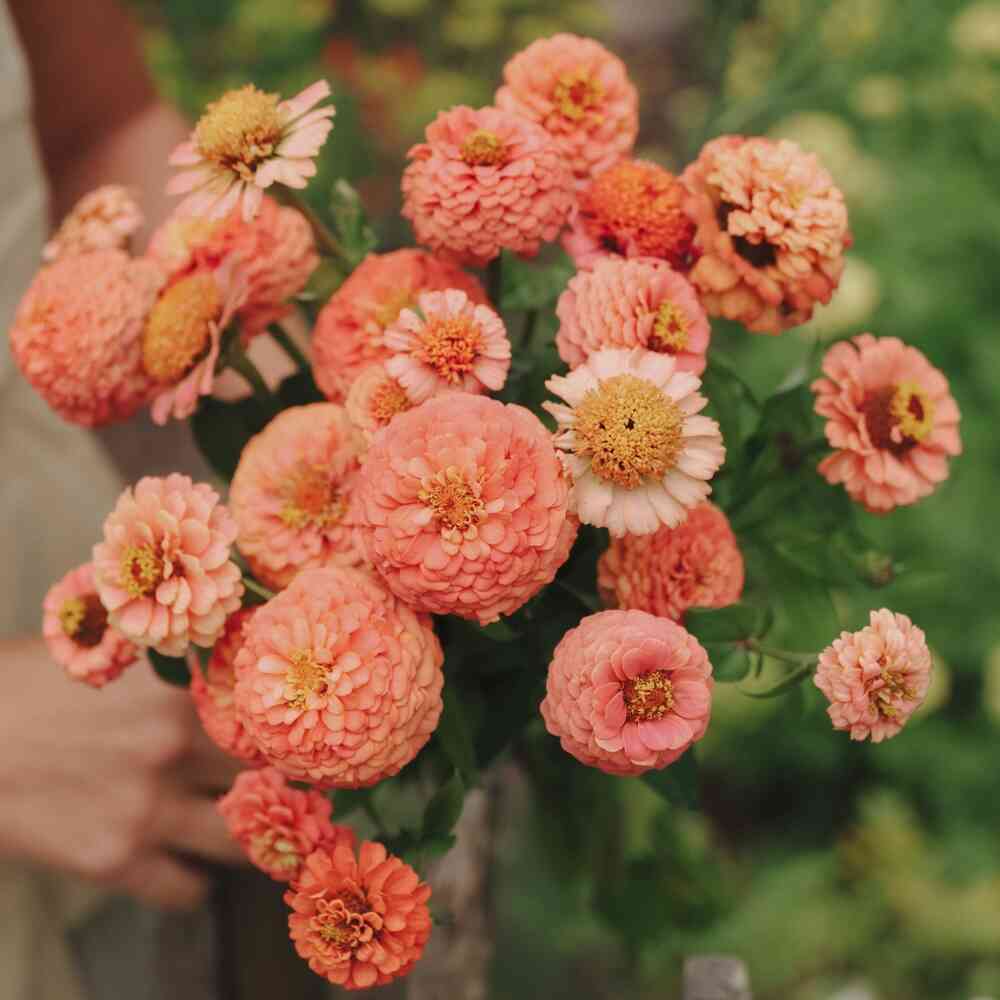 Zinnia 'Bellini Peach Mix'