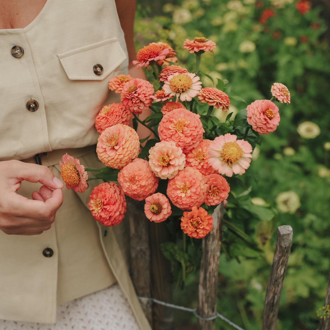 Zinnia 'Bellini Peach Mix'
