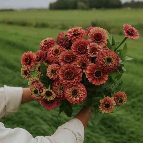 Zinnia 'Queeny Lime Red'
