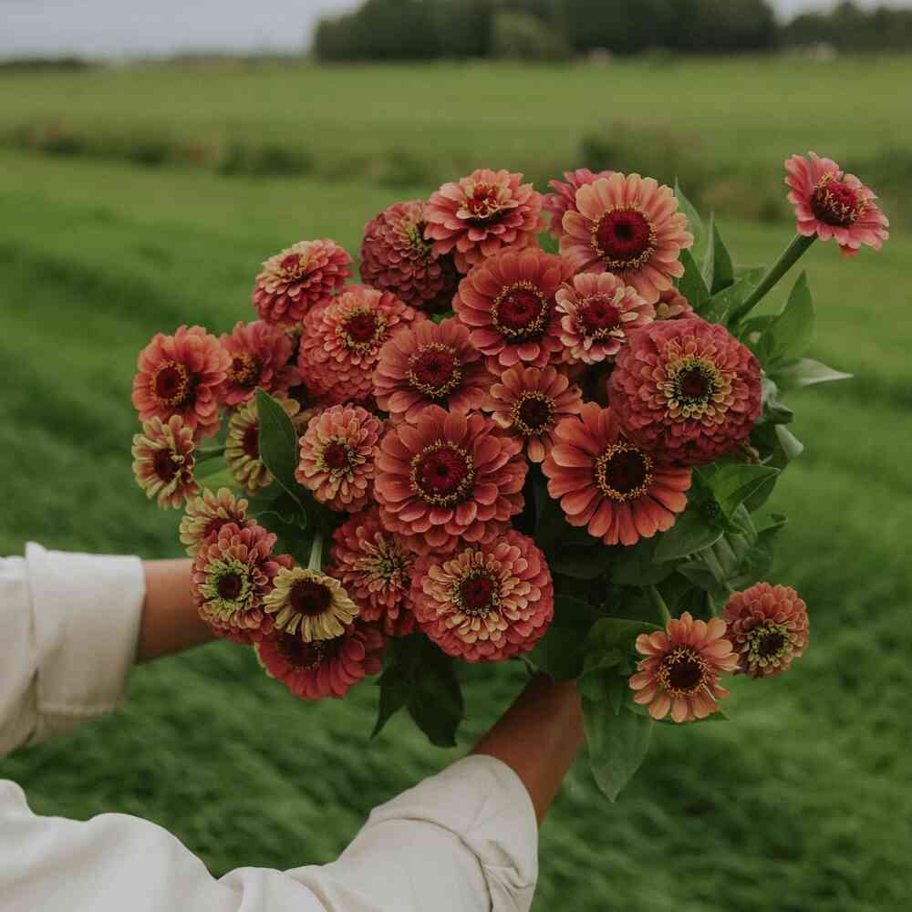 Zinnia 'Queeny Lime Red'