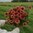 Isotsinnia 'Queeny Lime Red'