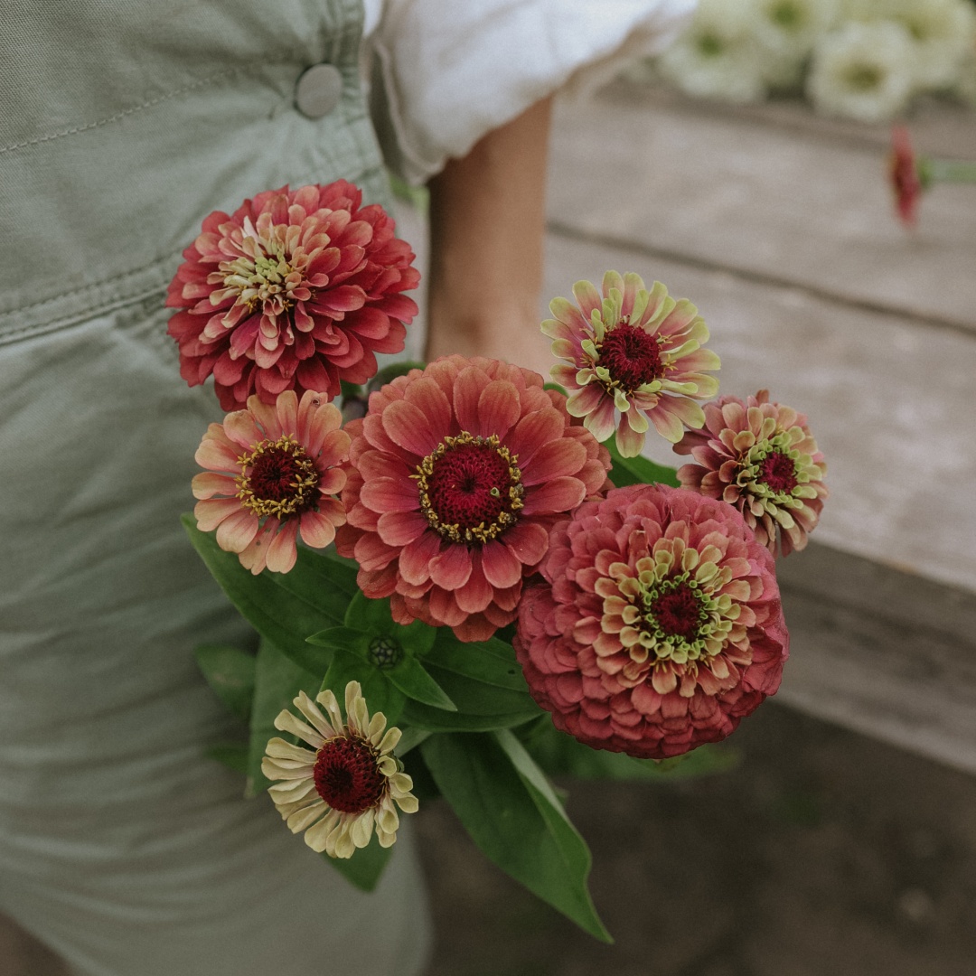 Zinnia 'Queeny Lime Red'