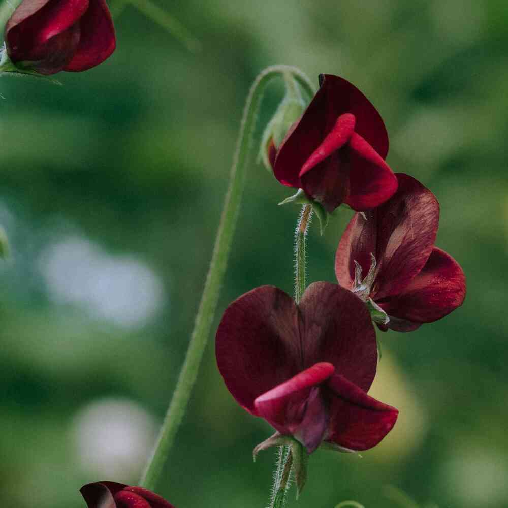 Luktärt 'Spring Sunshine Burgundy'
