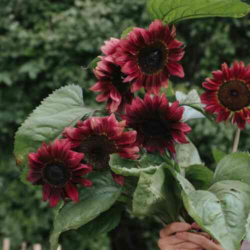 Solros 'Pro cut Red' F1