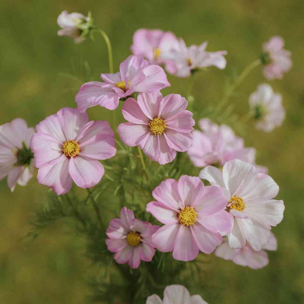 Rosenskära 'Apollo Lovesong'/'Cosimo Collarette'