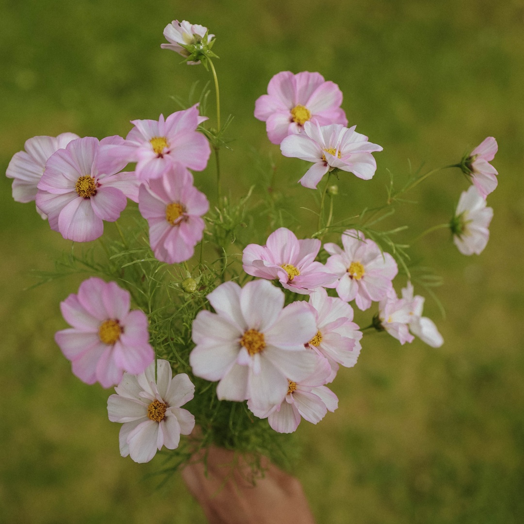 Rosenskära 'Apollo Lovesong'/'Cosimo Collarette'