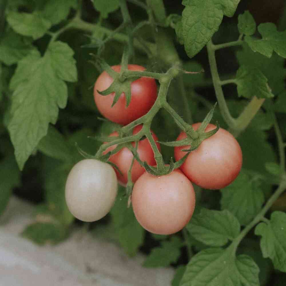 Tomat 'Pink Thai Egg'