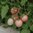 Tomat 'Pink Thai Egg'