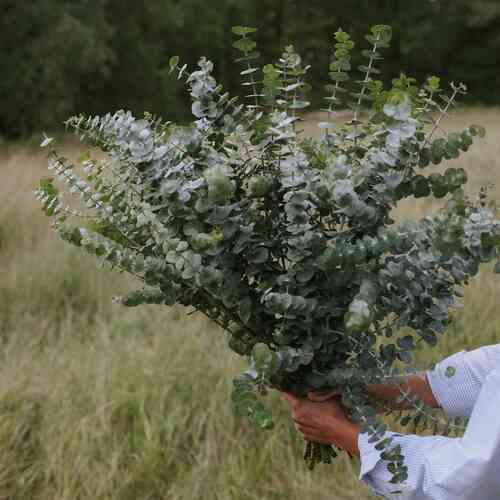 Eucalyptus 'Baby Blue Spiral'